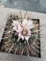 Preview: Stenocactus phyllacanthus